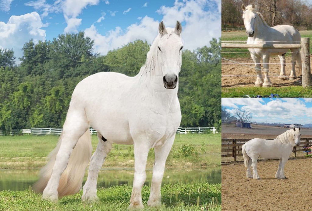 Collage-for-Dutch-scaled (1)