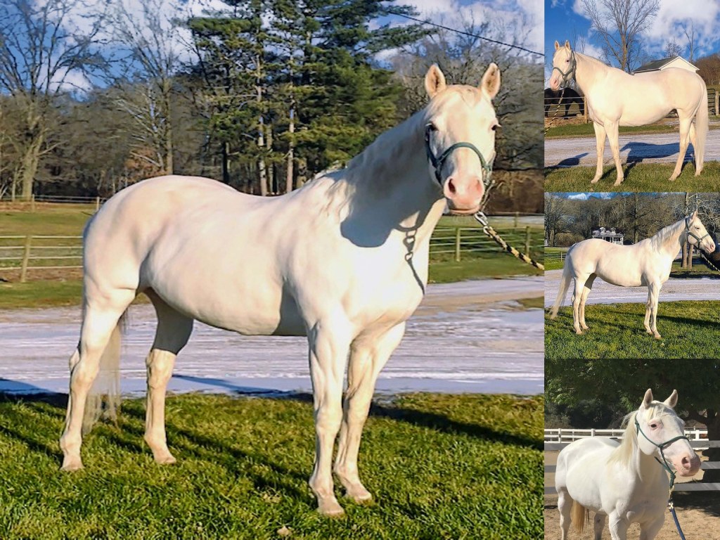 Collage-for-Silver2-scaled (1)