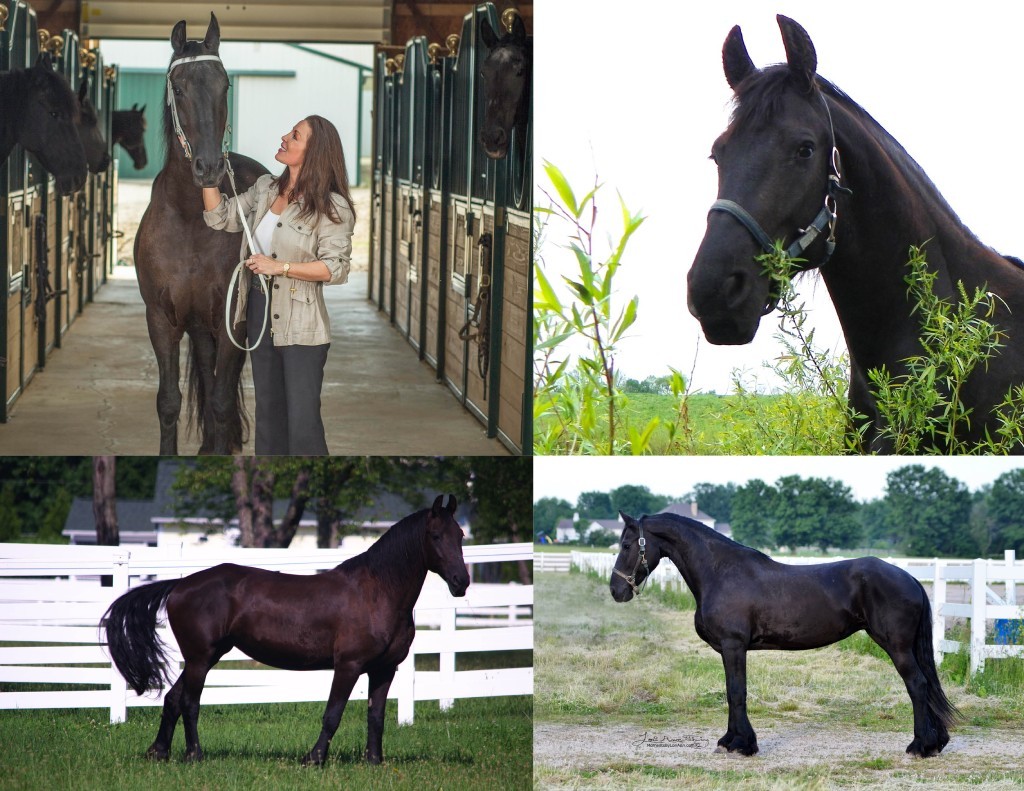 Leda-Photo-Collage (1)