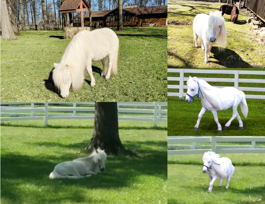 Napoleon-Photo-Collage