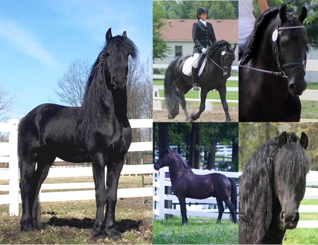 Robbert-Photo-Collage (1)