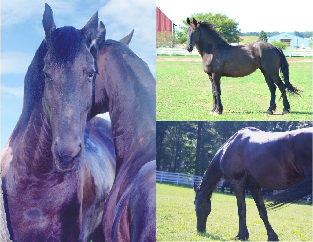 Vjella-Photo-Collage (1)